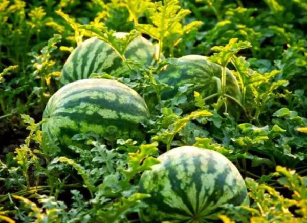 欧洲杯体育韩国部分农家具价钱大幅高潮-开云(中国)Kaiyun·官方网站